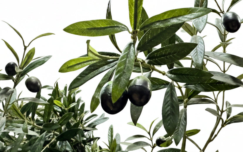 P1671 - CALIFORNIA OLIVE TREE X9 W/12818LVS,186
