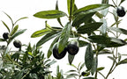 P1671 - CALIFORNIA OLIVE TREE X9 W/12818LVS,186