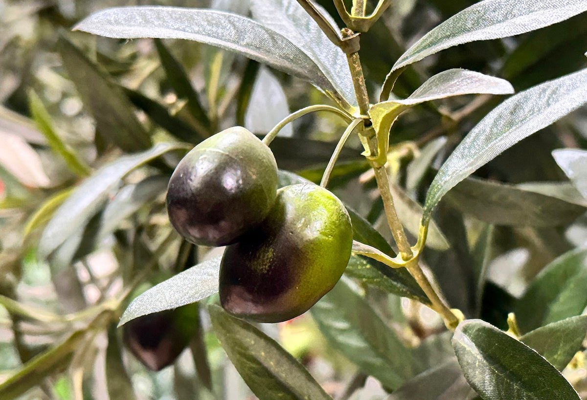P1671 - CALIFORNIA OLIVE TREE X9 W/12818LVS,186