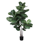 P1672-BRAZILIAN FIDDLE LEAF TREE