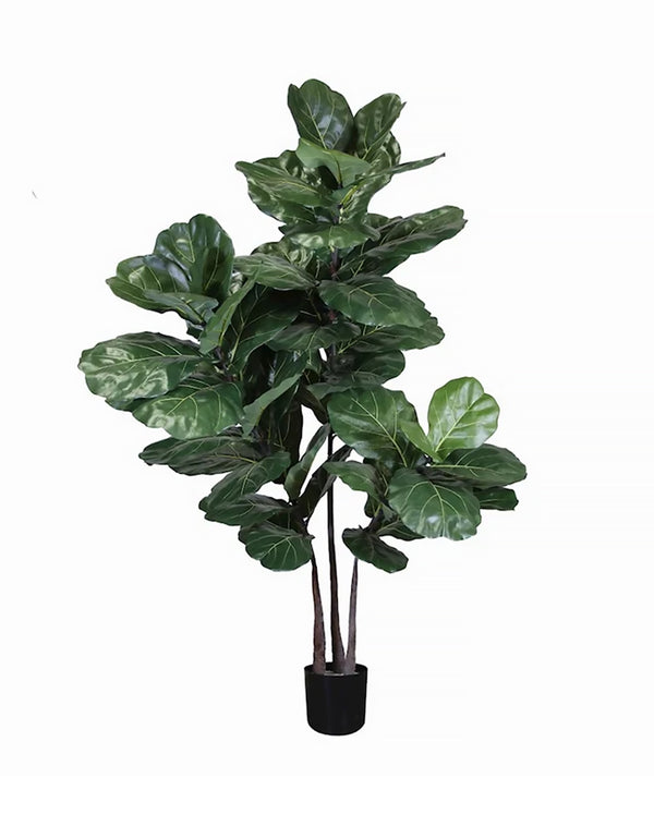 P1672-BRAZILIAN FIDDLE LEAF TREE