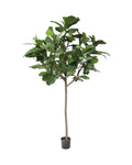 P1681 - GIANT TRUNK BRAZILIAN FIDDLE LEAF TREE W/135 LVS