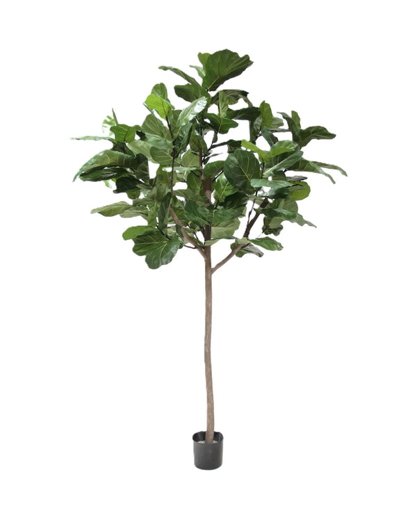 P1681 - GIANT TRUNK BRAZILIAN FIDDLE LEAF TREE W/135 LVS