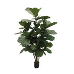 P1682-MULTI TRUNK BRAZILIAN FIDDLE LEAF TREE