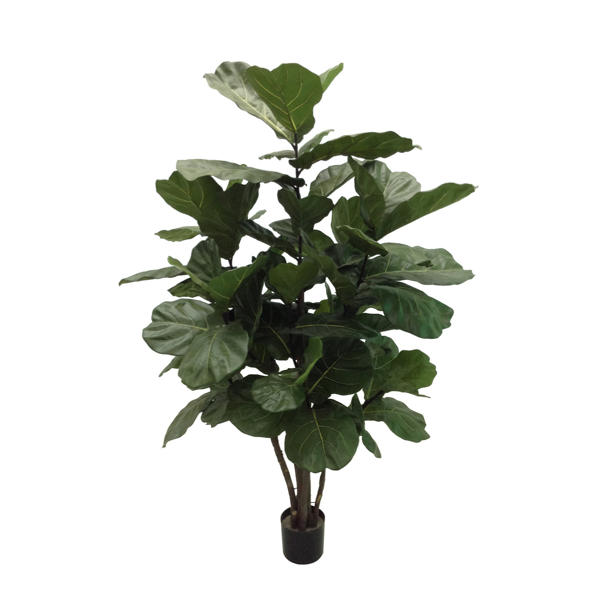 P1682-MULTI TRUNK BRAZILIAN FIDDLE LEAF TREE
