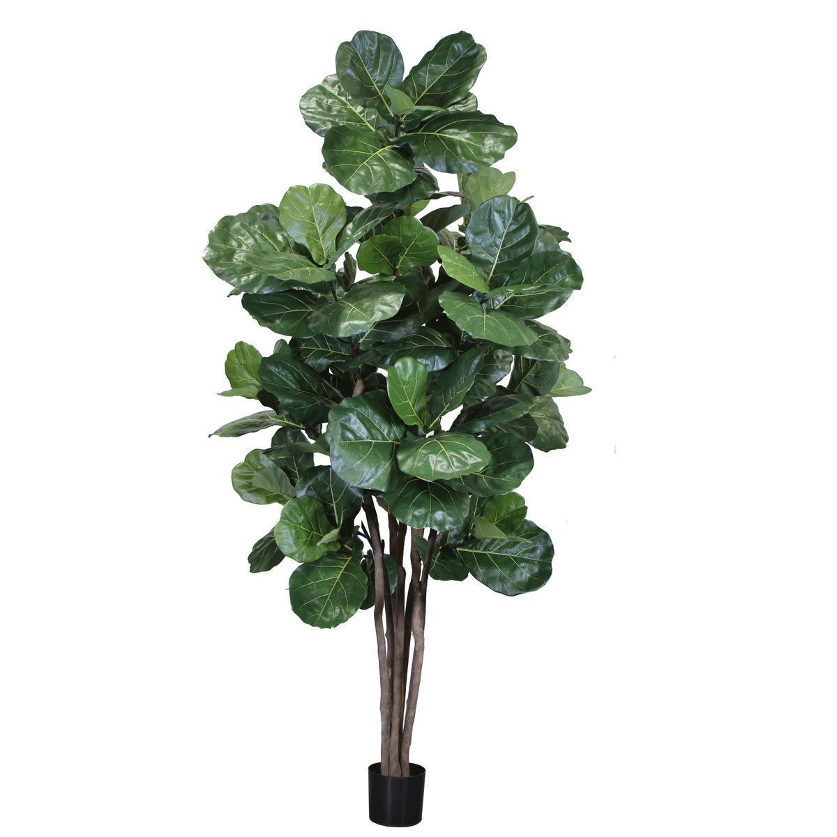 P1682-MULTI TRUNK BRAZILIAN FIDDLE LEAF TREE