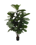 P1682-MULTI TRUNK BRAZILIAN FIDDLE LEAF TREE