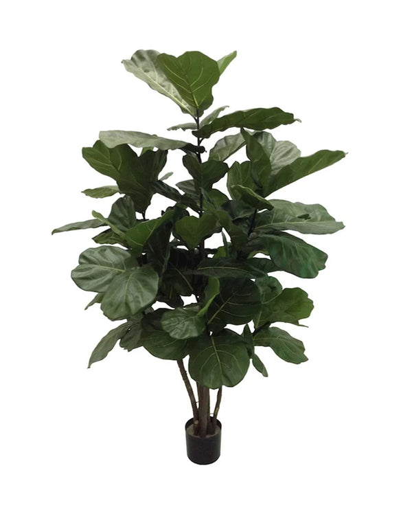 P1682-MULTI TRUNK BRAZILIAN FIDDLE LEAF TREE