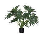 P1686-PHILODENDRON BUSH
