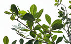 P1690-SHADY LADY OLIVE TREE