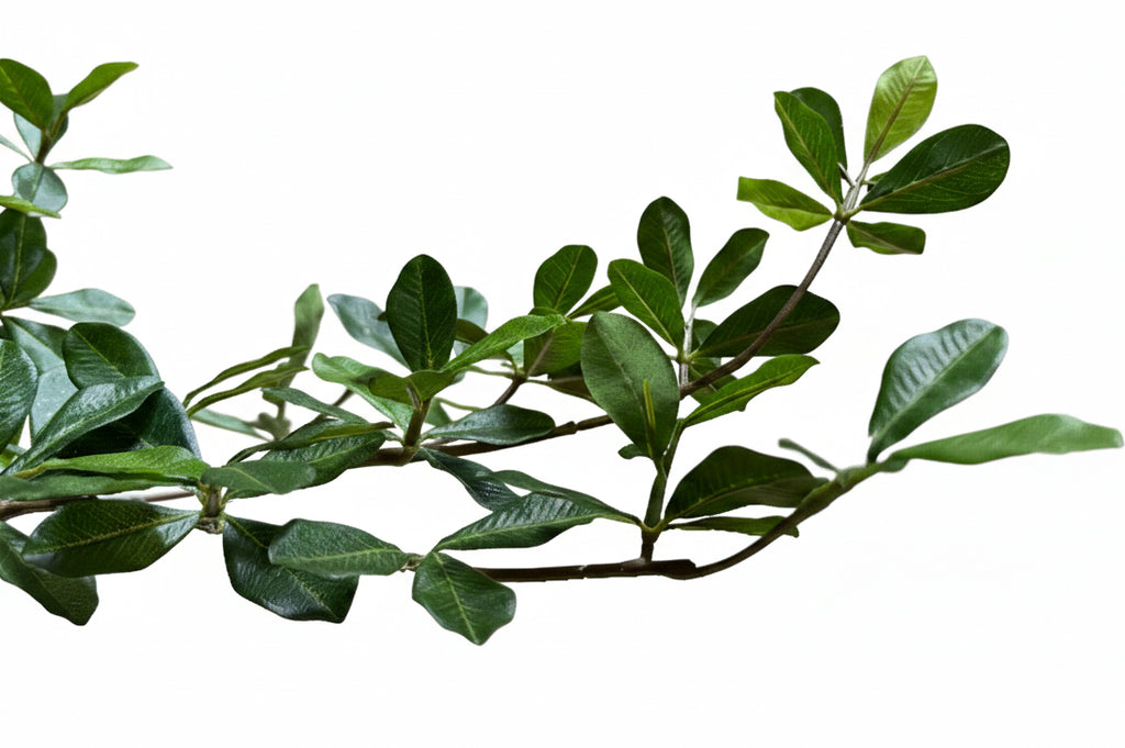 P1690-SHADY LADY OLIVE TREE