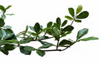 P1690-SHADY LADY OLIVE TREE