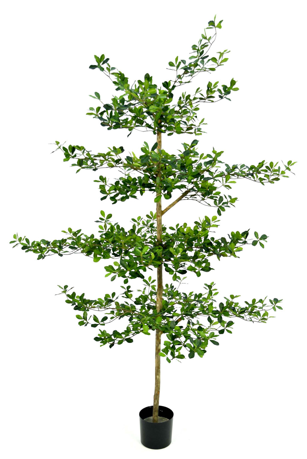 P1690-SHADY LADY OLIVE TREE