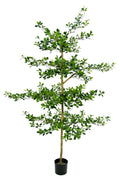 P1690-SHADY LADY OLIVE TREE