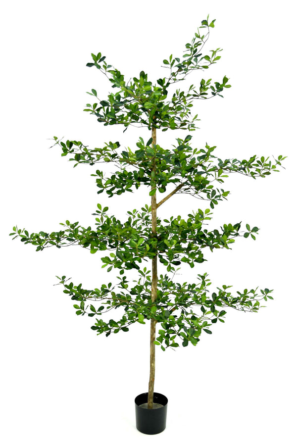 P1690-SHADY LADY OLIVE TREE