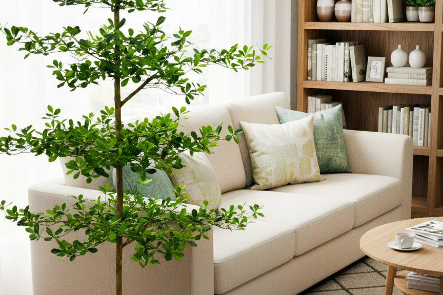 P1690-SHADY LADY OLIVE TREE