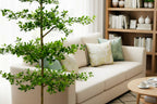 P1690-SHADY LADY OLIVE TREE