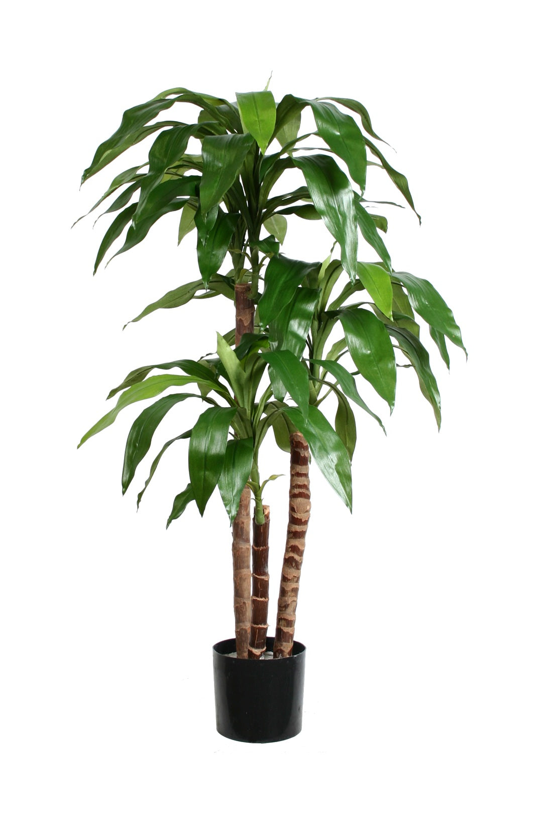 P1717-DRACAENA PLANT