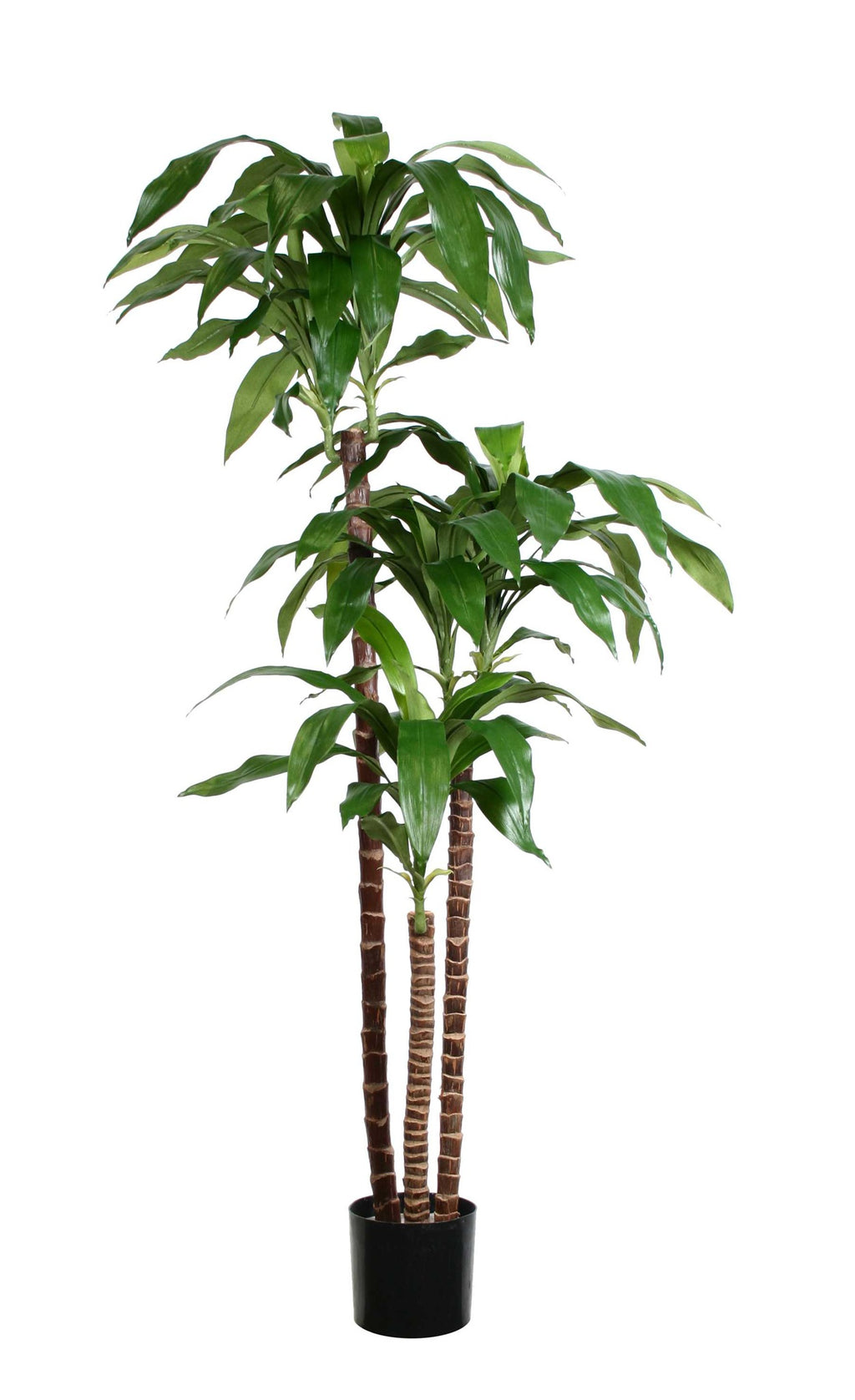 P1717-DRACAENA PLANT