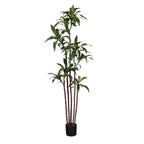 P1717A-DRACAENA  FRAGRANS CORN PLANT