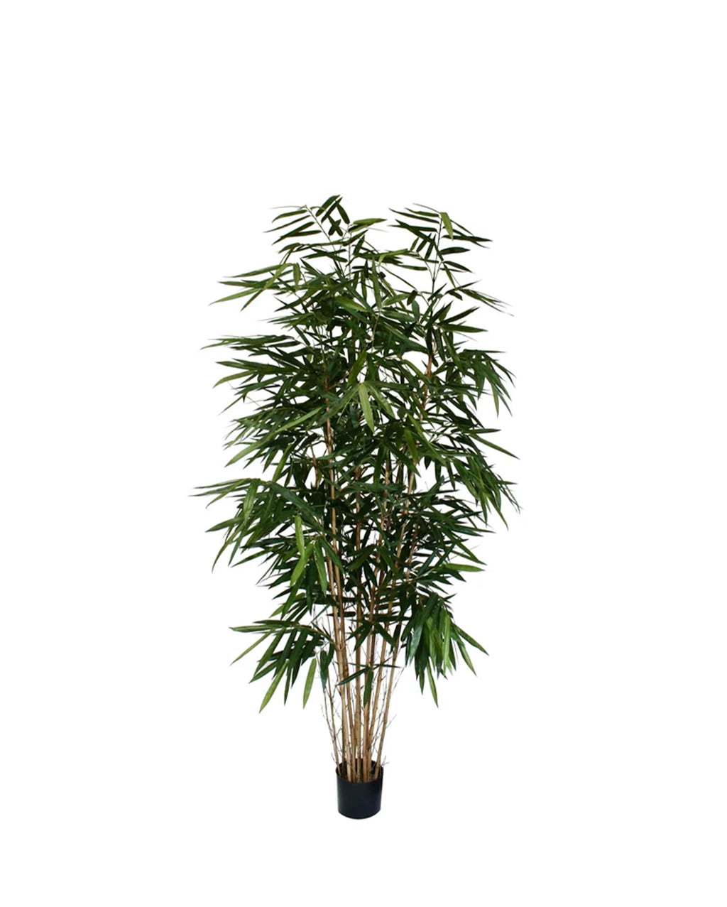 P1730-PANDA BAMBOO TREE