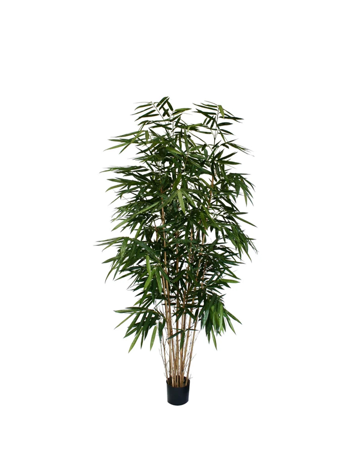 P1730-PANDA BAMBOO TREE