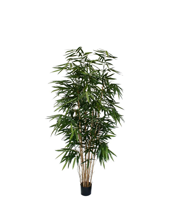 P1730-PANDA BAMBOO TREE