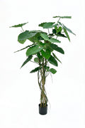 P1732  5' ALOCASIA CALIDORA