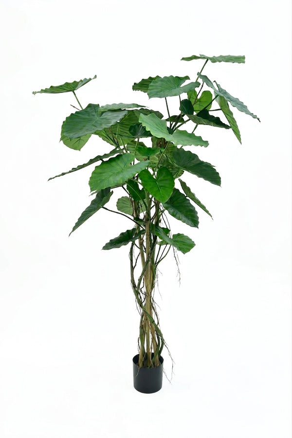 P1732  5' ALOCASIA CALIDORA
