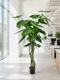 P1732  5' ALOCASIA CALIDORA