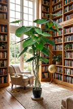 P1732  5' ALOCASIA CALIDORA