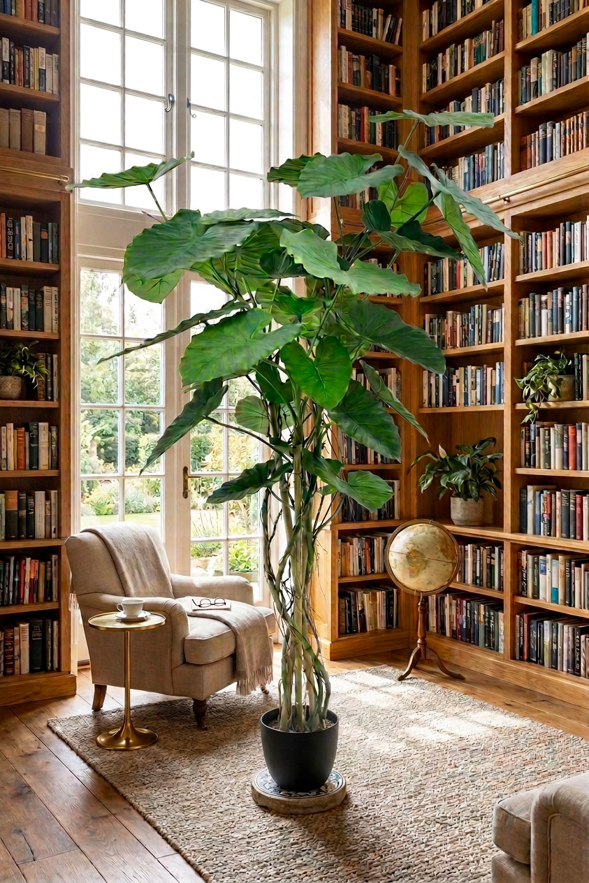 P1732  5' ALOCASIA CALIDORA