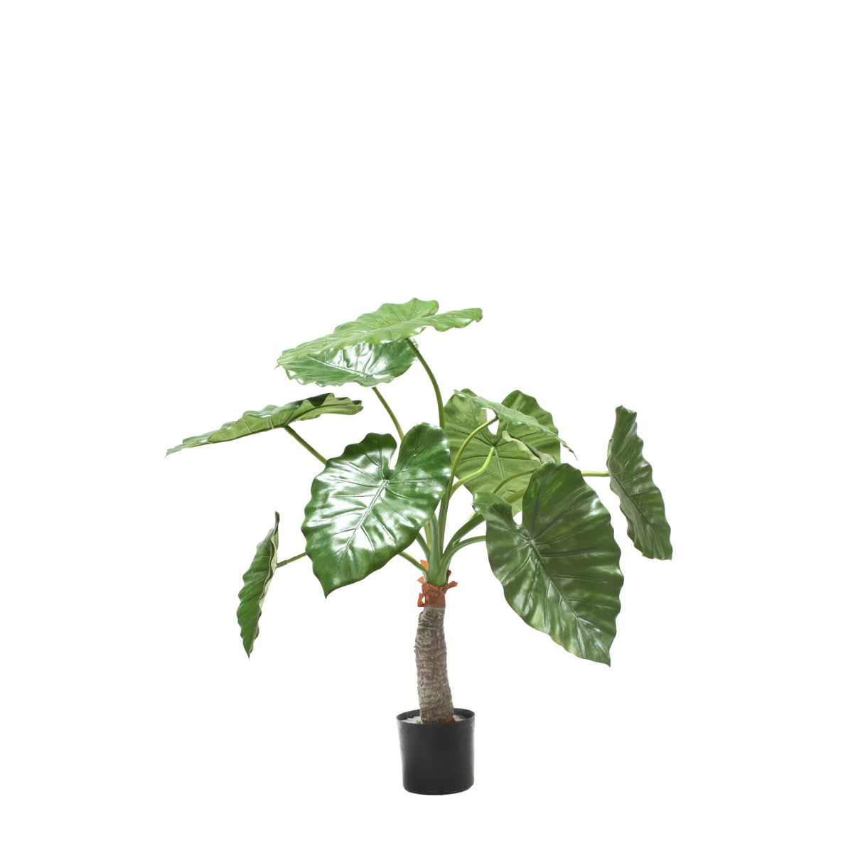 P1733-ELEPHANT'S EAR PLANT