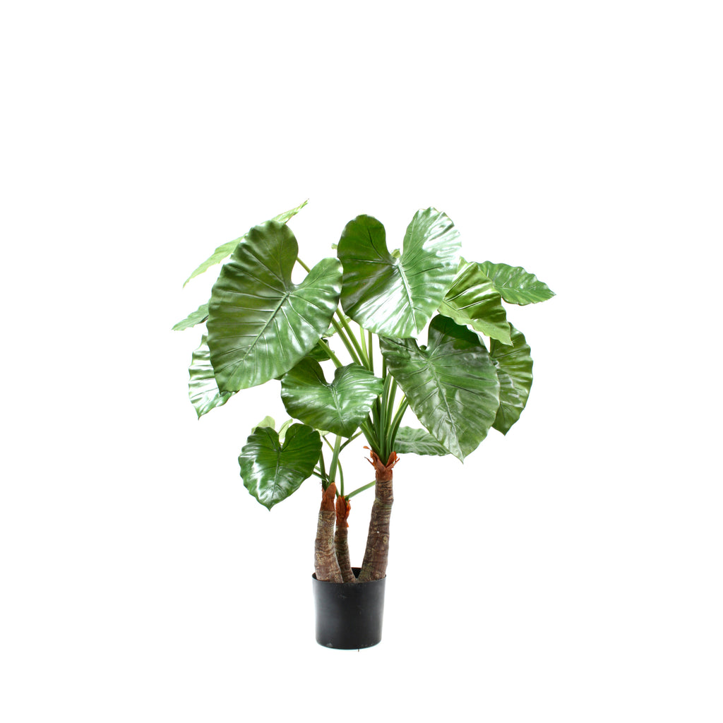 P1733-ELEPHANT'S EAR PLANT