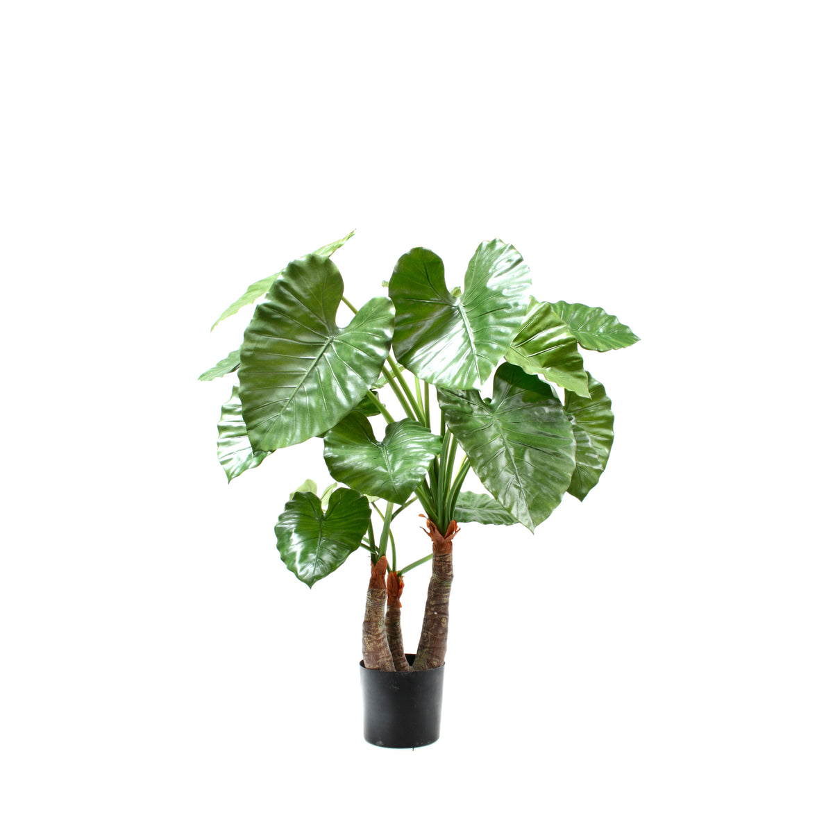 P1733-ELEPHANT'S EAR PLANT