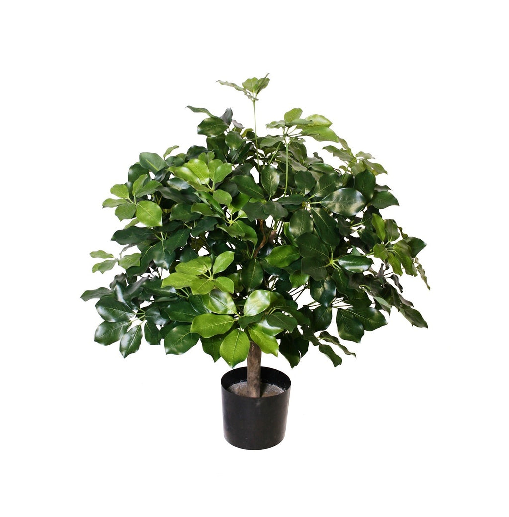 P1742-BRAZILIAN SCHEFFLERA PLANT