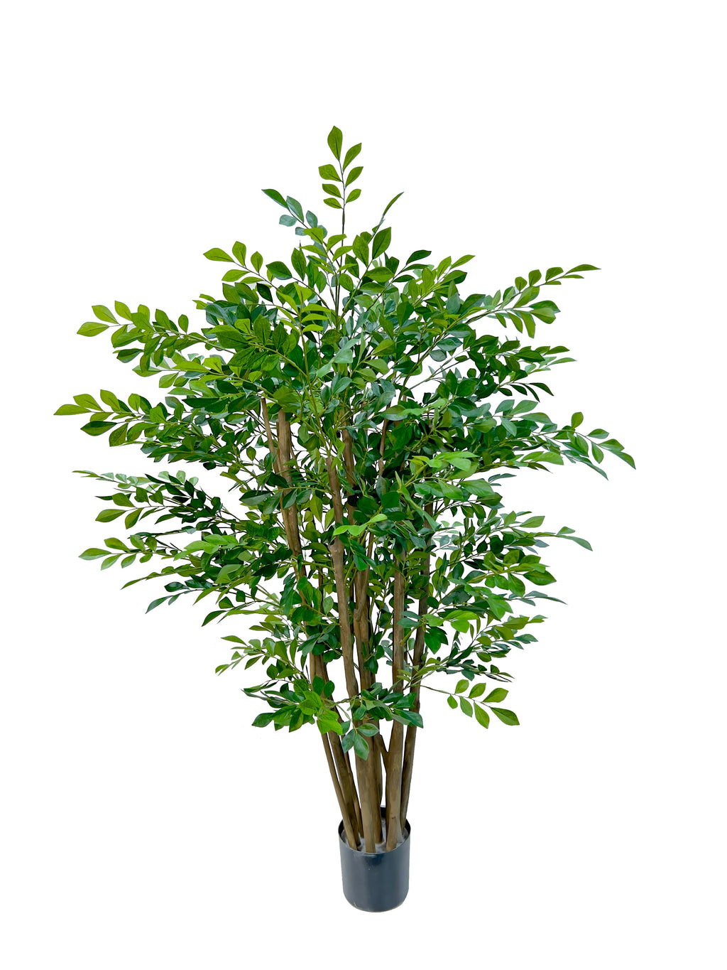 P1751-MURRAYA TREE
