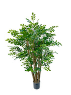 P1751-MURRAYA TREE
