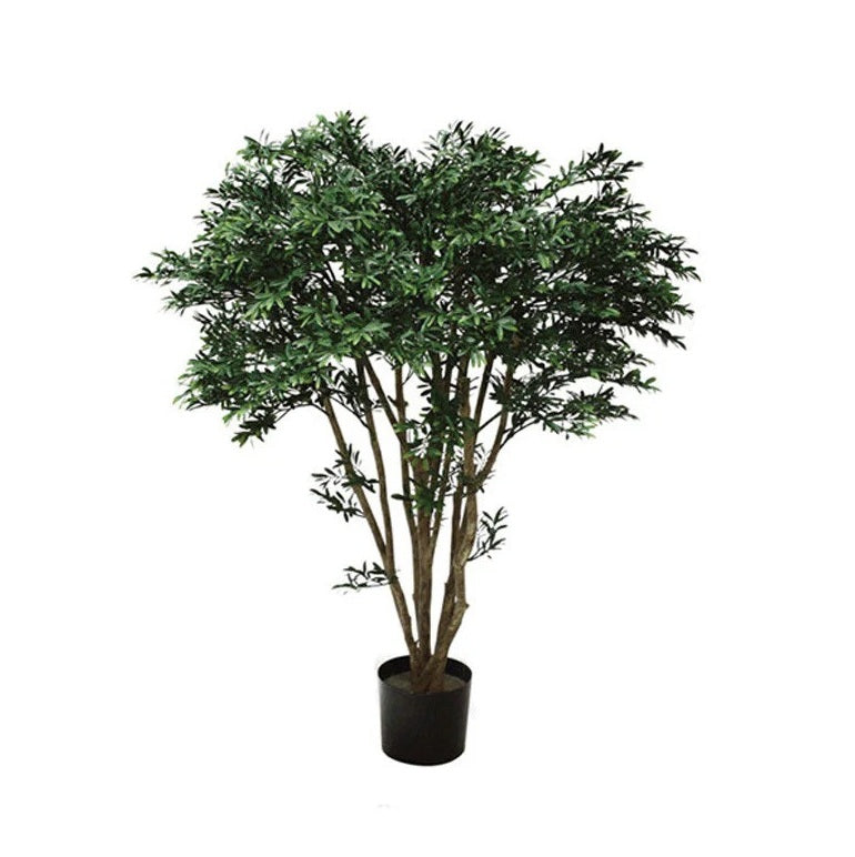 P1759-BLACK WILLOW TREE