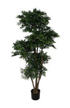P1759-BLACK WILLOW TREE