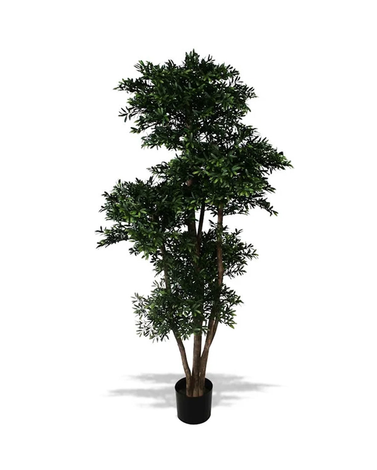 P1759-BLACK WILLOW TREE