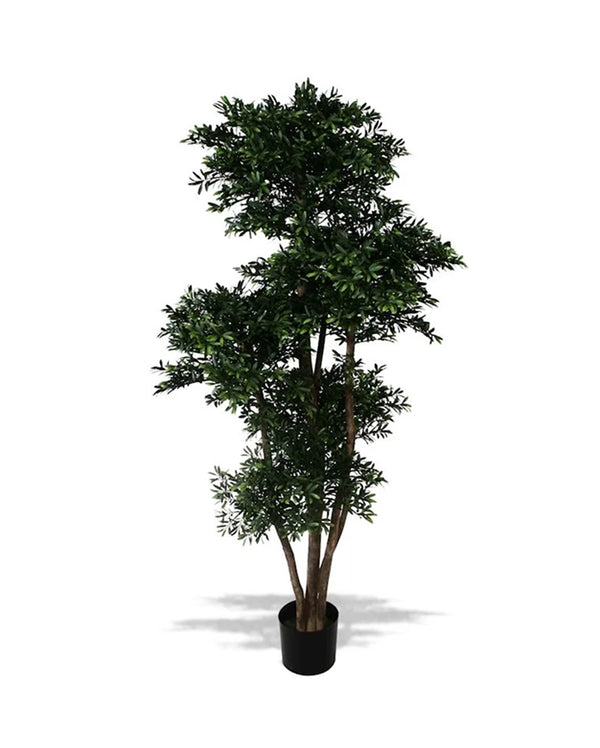 P1759-BLACK WILLOW TREE