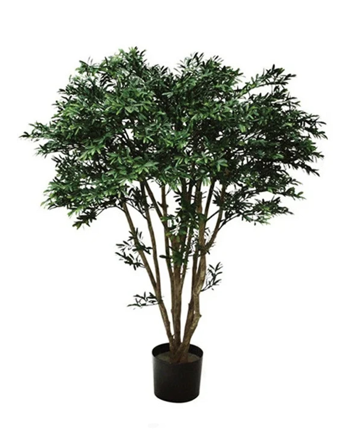 P1759-BLACK WILLOW TREE
