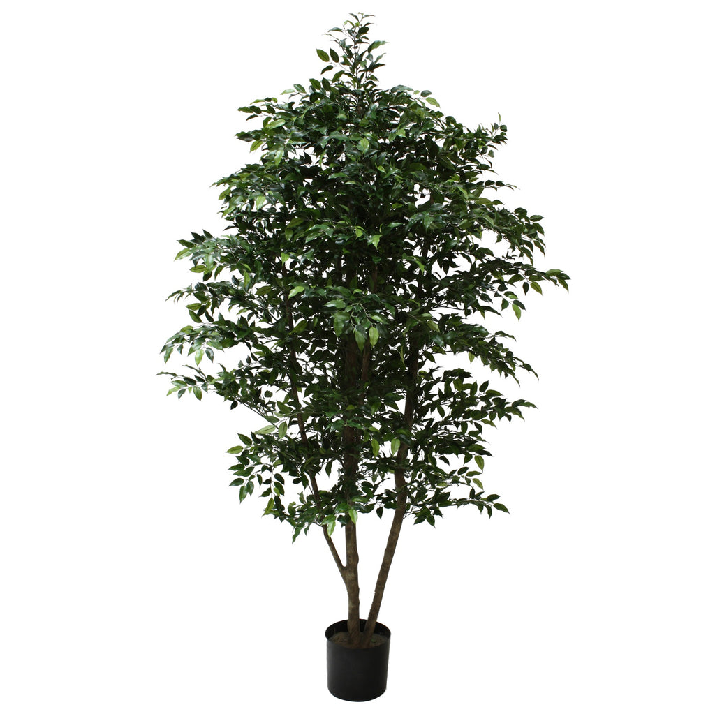 P1760-MINI FICUS TREE
