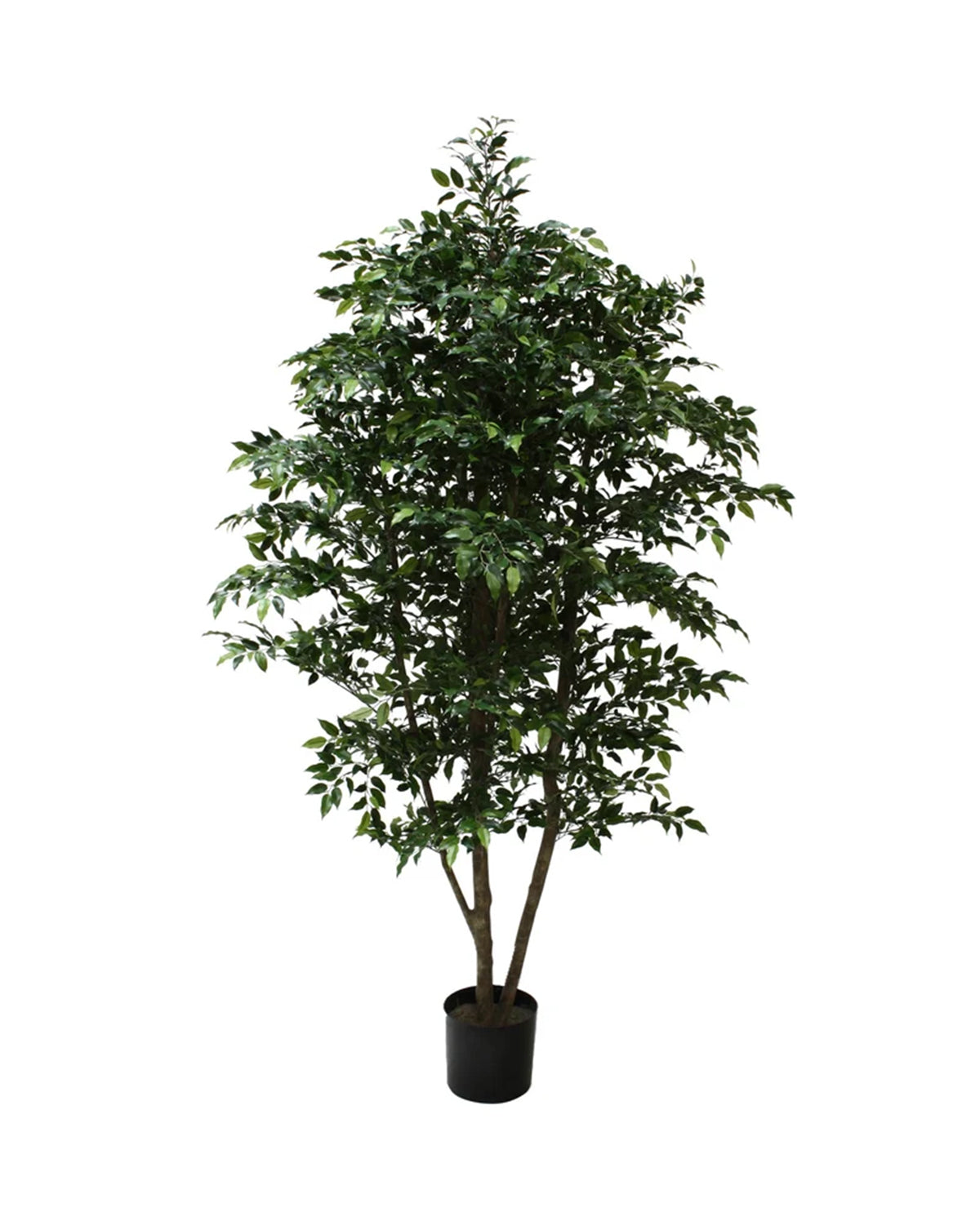 P1760-MINI FICUS TREE