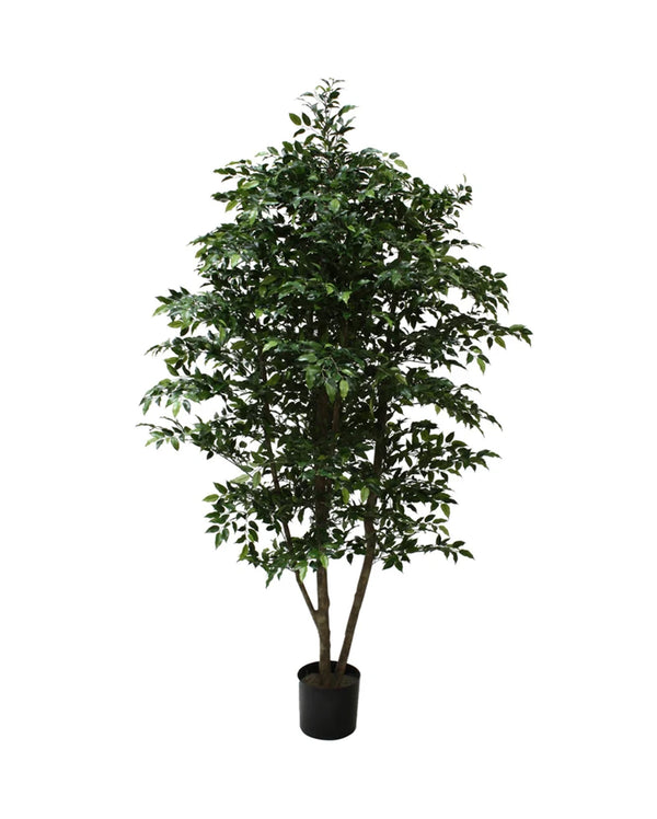 P1760-MINI FICUS TREE
