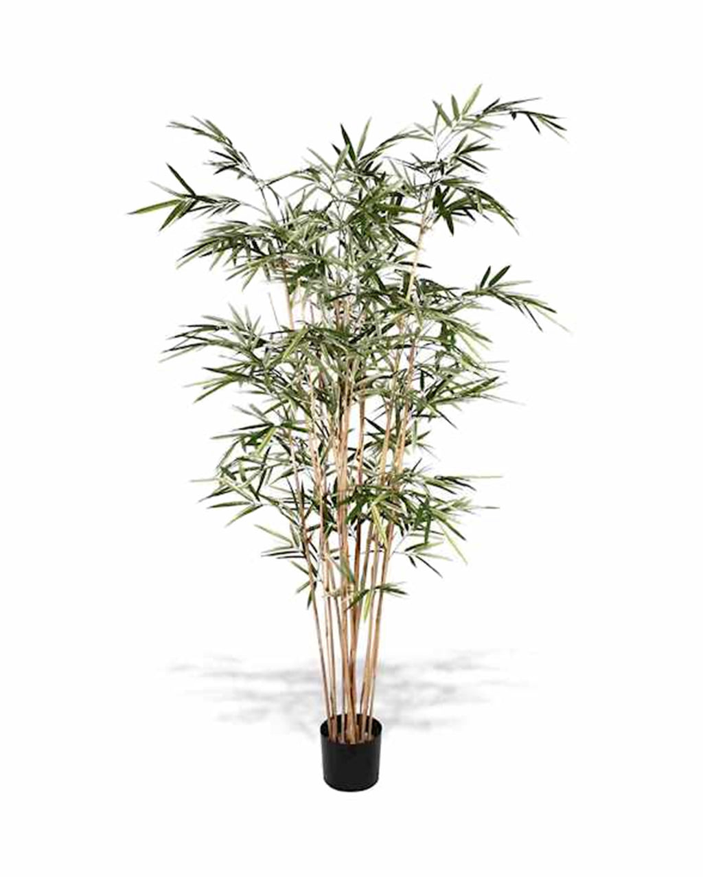 P1761-ROYAL BAMBOO TREE