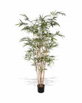 P1761-ROYAL BAMBOO TREE