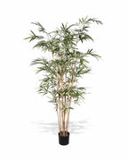 P1761-ROYAL BAMBOO TREE