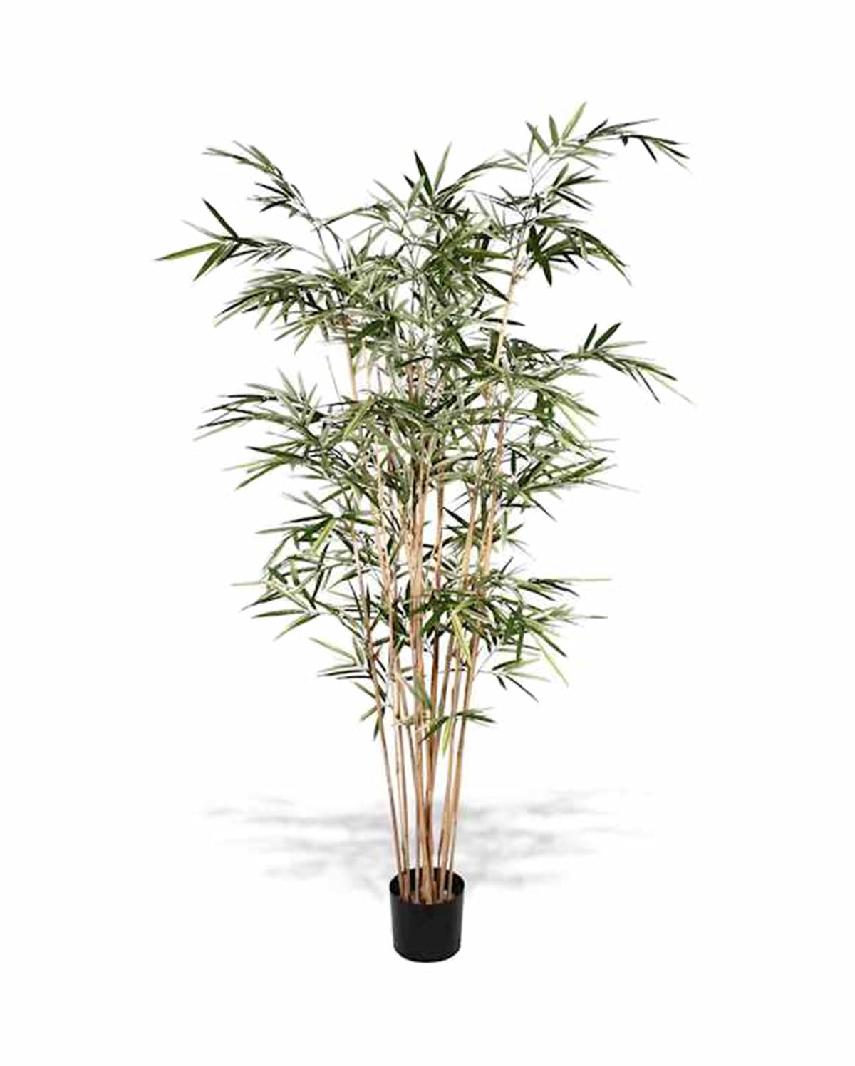 P1761-ROYAL BAMBOO TREE